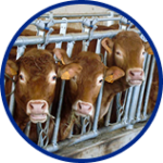 Ellipse 12 (1) TEXTILE INDUSTRY